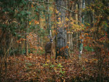 A White-Tailed Deer in an Upland Hardwood Forest