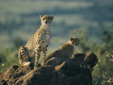 Two African Cheetahs Perched on a Rock