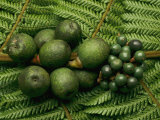 Tropical Seeds and Flowers from the Cloud Forest Which are Eaten by Resplendent Quetzal Birds