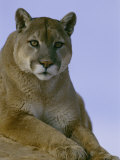 Portrait of a Mountain Lion