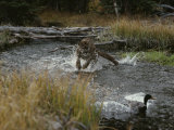 Mountain Lion Hunts a Mallard Duck in a Creek