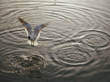 A Laughing Gull Fishes in Florida Bay