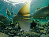 Atlantic Salmon Swimming Upriver to Spawn