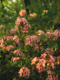 Wild Azaleas Grow on Ravens Roost Overlook