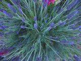 Lavender Bush and Flowers