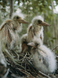 Juvenile Blue Herons in Their Nest