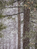 Snow Veils Conifer Trees Near Spooner Lake