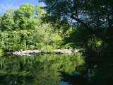 Hardwood Forest on the Eno River in Spring