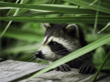 A Raccoon Peers over the Side of a Wooden Dock