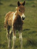Portrait of a Young Wild Pony Foal