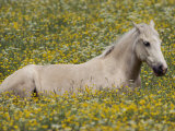 A Domestic Horse Rests in a Meadow of Little Yellow and White Flowers