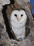 A Barn Owl in its Roost in a Hollow Tree