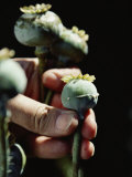Opium Poppy Plants