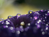 A Close-up of Water Droplets on a Purple Flower