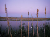 Cattails