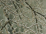 Tree Branches Encased in Ice