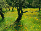 California Poppies Surround Oak Trees Near Auburn