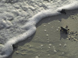 A Tiny Turtle Hatchling Heads for the Surf