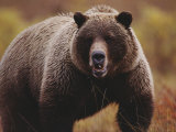 A Large Adult Grizzly Bear Faces the Camera