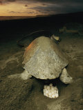 Olive Ridley Sea Turtle and Eggs  Which the Animal Lays after Digging a Hole in the Sand