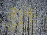 Snow-Covered Branches of a Stand of Aspen Trees Make a Lacy  Web-Like Pattern