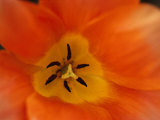 A Close-up of the Inside of a Tulip