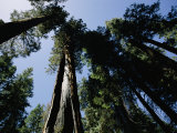 View Looking up the Trunks of Giant Sequoia Trees