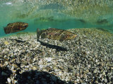 Two Rainbow Trout Swim in a Shallow Stream Above Sunlit Gravel