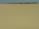 Salt Caravan Enroute to Agadez and Nigeria