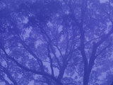 Fog Shrouds the Lacy Silhouette of a Tree