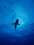 A Silhouette of a Grey Reef Shark