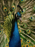 Close View of a Peacock