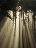 An Early Morning View of Sunlight Penetrating Siuslaw National Forest