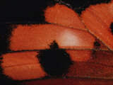 Detail from the Wing of a Kamehameha Butterfly