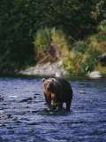 A Kodiak Brown Bear Hunts for Fish