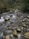 A View of a Creek Bed in Oregon