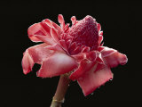 Dew Drops Glisten on a Beautiful Pink Torch Ginger Flower
