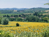 Field of Sunflowers