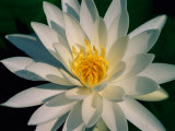 A Close View of a White Fragrant Water Lily
