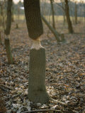 Beaver-Gnawed Box Elder Saplings Along the North Fork of the Shenandoah River