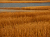 Salt Marsh with Cordgrass at Toms Cove on the Atlantic Ocean