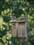 Common Kestrels Nest in a Bird House