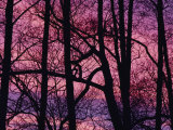 Detail of Bare Trees Silhouetted against a Deep Rose Sky