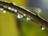 A Close-up of Water Droplets on a Blade of Grass