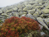 Granite Rock and Heather  Bayerischer Wald National Park  Germany