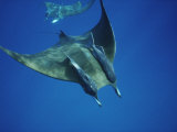 Manta Ray with Remoras  Cocos Islands  Indian Ocean