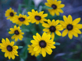 Close View of Black-Eyed Susan Flowers