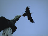 Carved Raven Tops a Totem Pole  with Live Raven Flying Above