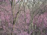 Redbud Trees in Springtime Bloom  Shenandoah Valley  Virginia