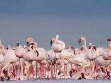 A Crowd of Lesser Flamingos Gathered on the River